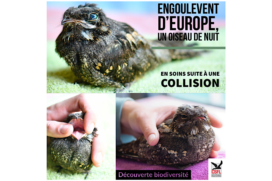 découvrez l'inauguration de l'oiseau de lorraine, une célébration qui met en lumière cet emblème culturel unique. rejoignez-nous pour une journée riche en émotions, avec des performances artistiques, des témoignages passionnants et une immersion dans l'histoire de cette œuvre emblématique.