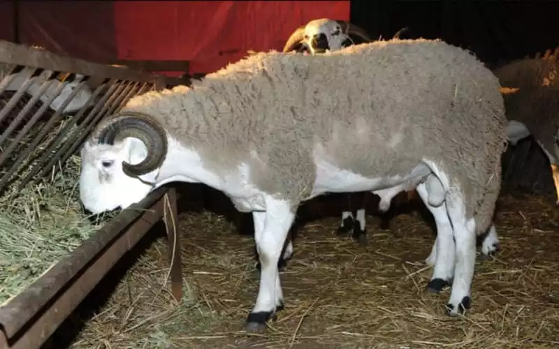découvrez les traditions marocaines fascinantes liées à l'aïd al-adha, une fête marquée par le sacrifice, la solidarité et les rassemblements familiaux. plongez dans les coutumes et les rituels qui font de cette célébration un moment unique et inoubliable au maroc.