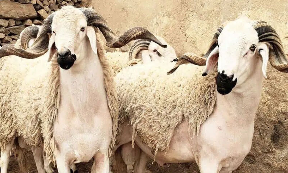 découvrez les traditions marocaines de l'aïd al-adha, une fête emblématique marquée par le sacrifice, la convivialité et la solidarité. plongez dans les coutumes locales, les repas festifs et les cérémonies uniques qui rendent cet événement si spécial au cœur de la culture marocaine.
