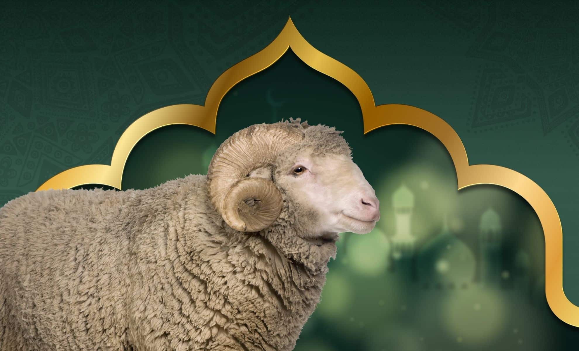 découvrez les traditions marocaines fascinantes entourant l'aïd al-adha, une fête religieuse célébrée par des millions de musulmans au maroc. plongez dans les coutumes, les rituels et les spécialités culinaires qui rendent cette occasion si unique et mémorable.