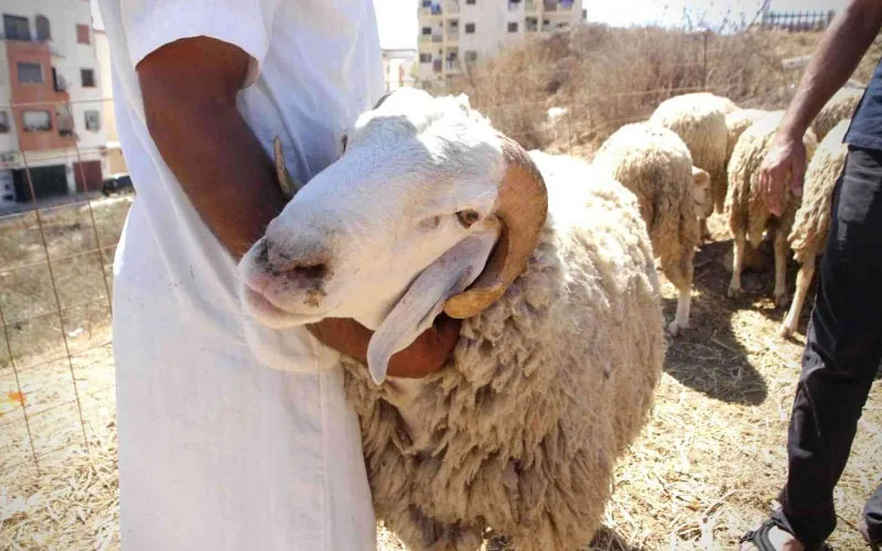 découvrez les riches traditions marocaines de l'aïd al-adha, une fête sacrée célébrée par des millions de musulmans à travers le monde. plongez dans les coutumes ancestrales, les rituels de sacrifice et les moments de partage familial qui rendent cette fête unique au maroc.