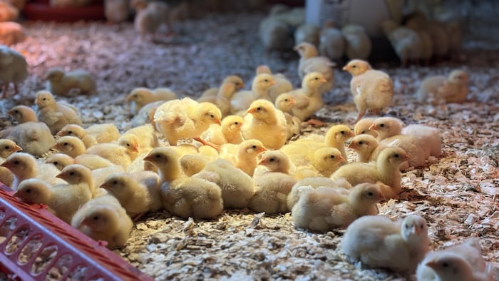 découvrez comment la révolution alimentaire transforme nos habitudes, du choix des ingrédients aux nouvelles méthodes de production, pour une alimentation plus saine et durable.