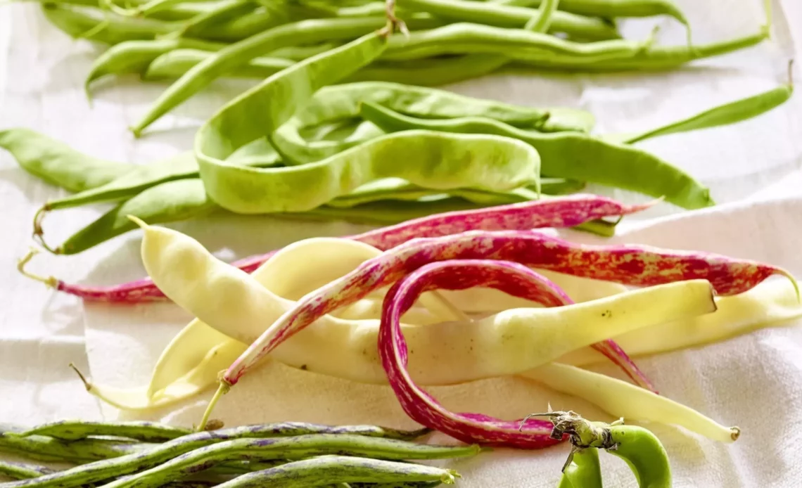 découvrez madame beans, la révolution gourmande qui met à l'honneur les légumineuses françaises pour des recettes savoureuses et saines.